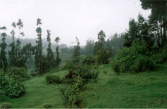 Site View with Trees. (North East View from Sabol) 